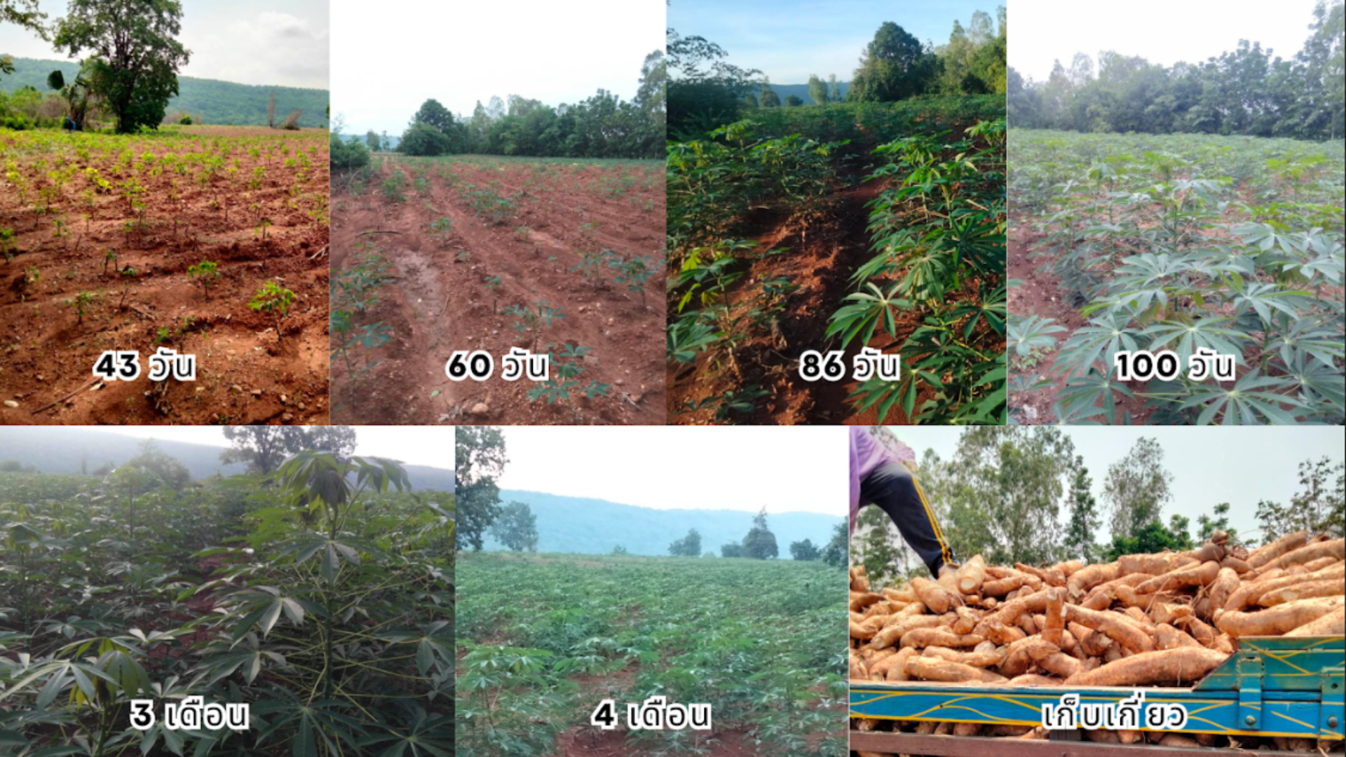 ภาพที่ 7